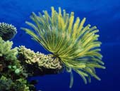 Detecting fossil controversy: Aliens or sea creatures?