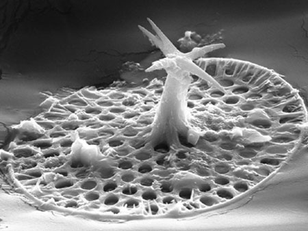 Detecting fossil creatures with 700 million year old spines