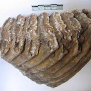 Detecting fossil elephant teeth in Thai Nguyen