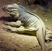 Detecting fossil fossils on Mars?