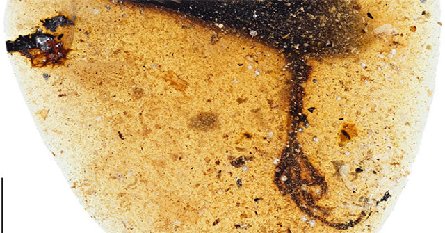 Detecting fossil fossils strange 99 million years in amber