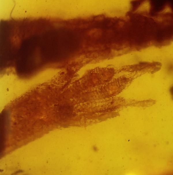 Detecting fossil geckos in the oldest amber