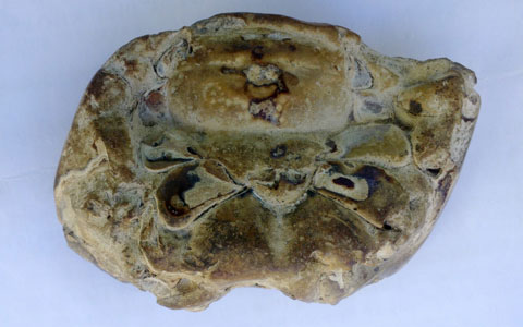Detecting fossil mountain crab intact in Ha Tinh