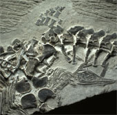 Detecting fossil prehistoric monsters died during childbirth