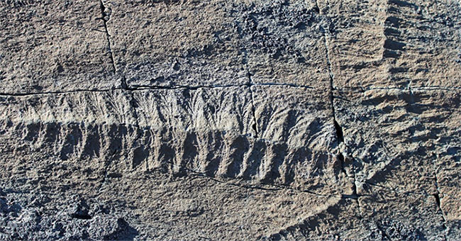 Detecting fossilized animal fossils dating to 16,000 years in Uruguay