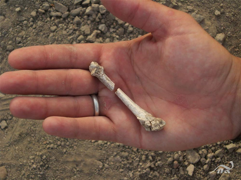 Detecting fossils of human bones living on trees
