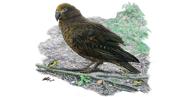 Detecting fossils of the world's largest parrot species one meter high