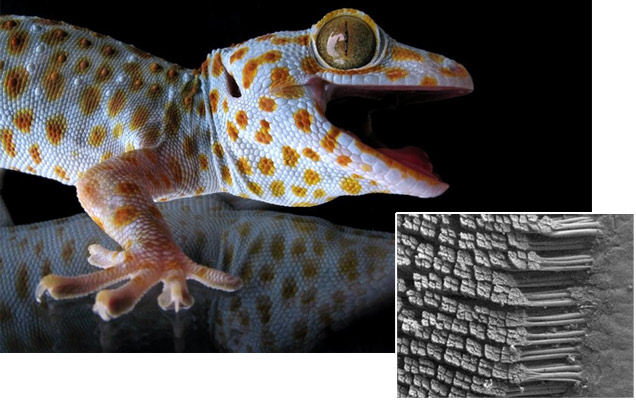 Detecting geckos climbing faster in wet environments