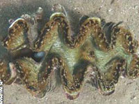 Detecting giant clams in the Red Sea