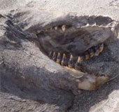 Detecting giant sea monster corpses