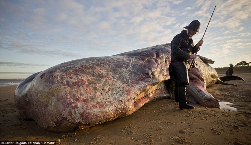 Detecting giant whale carcasses in England