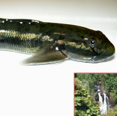 Detecting goby fish 'swimming' against the waterfall
