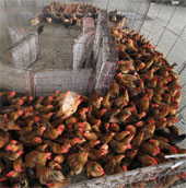 Detecting H7N9 virus in Guangdong