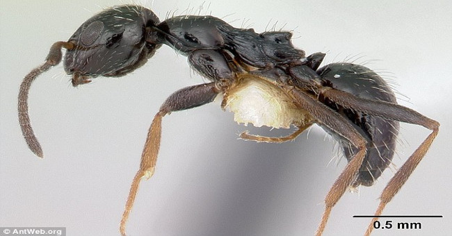 Detecting herds of super ants, the team stretches to 38km