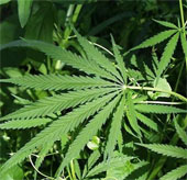 Detecting hormones that are resistant to irritation from marijuana