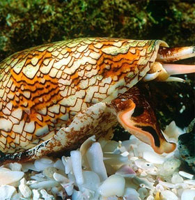 Detecting how the cone snail makes a 'dead blow'
