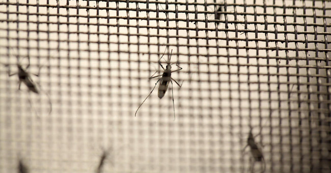 Detecting how Zika virus causes small head disease