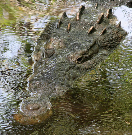 Detecting huge crocodiles, swallowing people