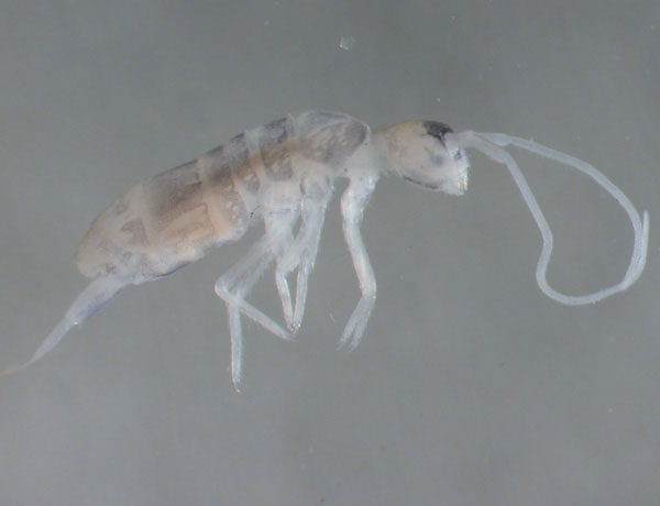 Detecting insects that live the deepest in the ground