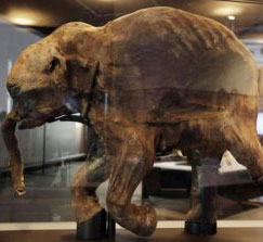 Detecting intact mammoth corpses in the North Pole