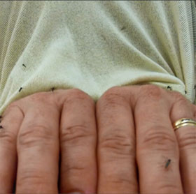 Detecting 'invisibility cloak' against mosquitoes