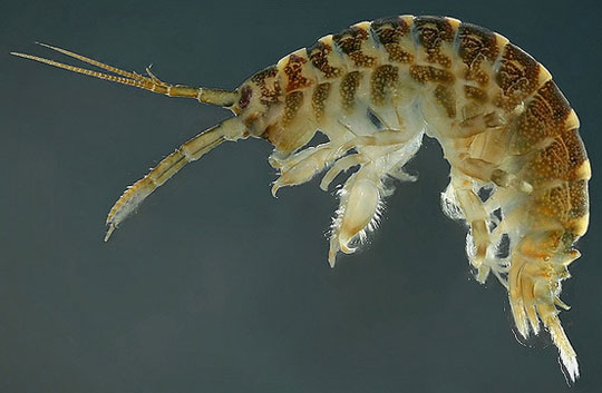 Detecting killer shrimp species