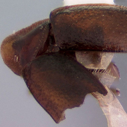 Detecting Ladybirds 'Headless'