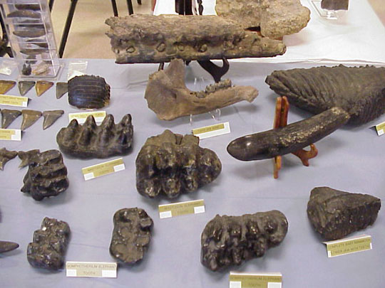 Detecting large amounts of mollusc bio-fossils
