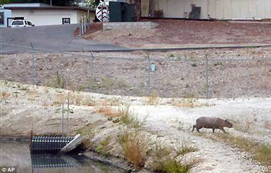 Detecting large mice like pigs in the US