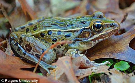 Detecting leopard frogs