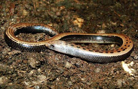 Detecting lizard-legged lizard