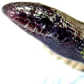 Detecting lizards 'penguin limbs amputated'