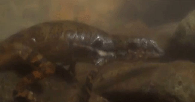 Detecting lizards that can breathe ... under water