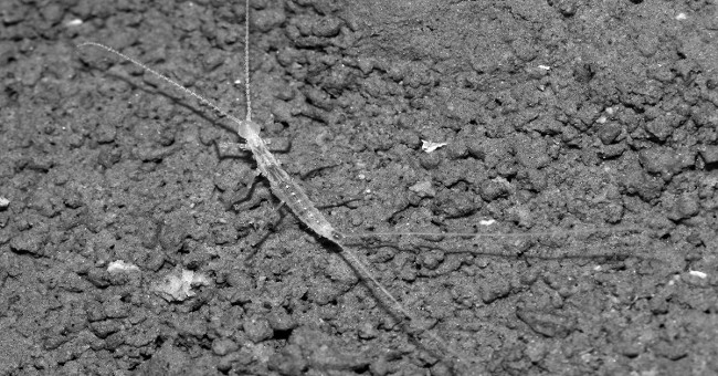 Detecting long tail bugs under the ground with cheese bait