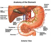 Detecting lying through the stomach