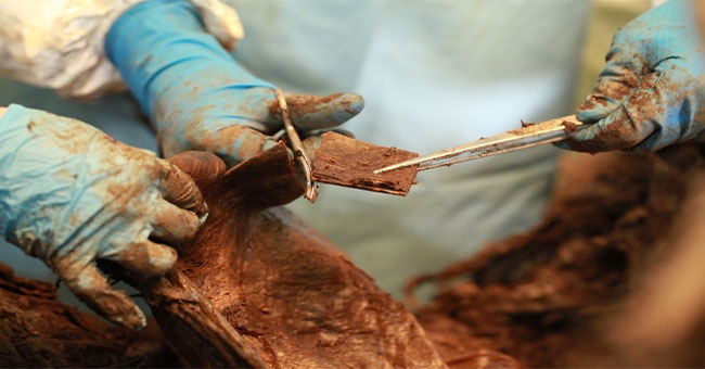 Detecting mammoth remains with soft tissues and feathers