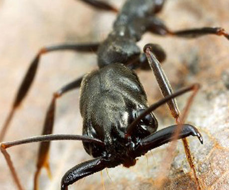 Detecting many common queens in a group