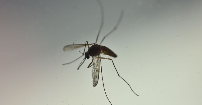 Detecting mosquitoes often can also transmit Zika virus
