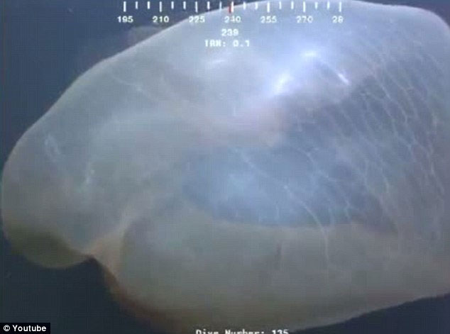 Detecting mysterious super creatures on the seabed