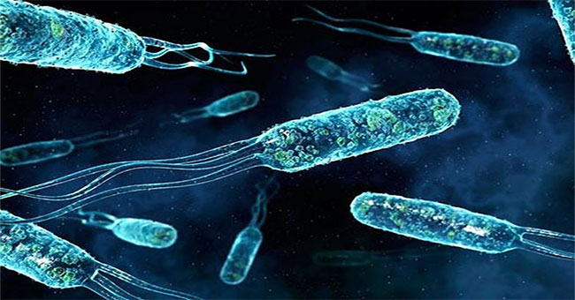 Detecting new bacteria can clean waste water