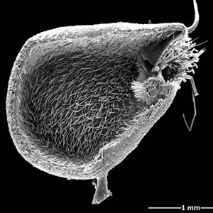 Detecting new carnivorous plants