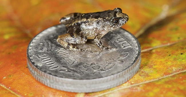 Detecting new frogs 'tiny', excessively placed on nails