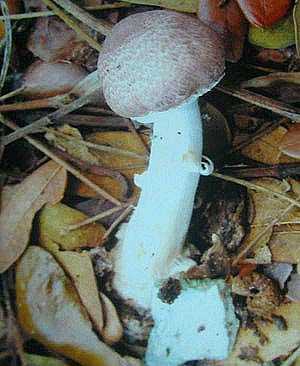 Detecting new fungi with high protein content
