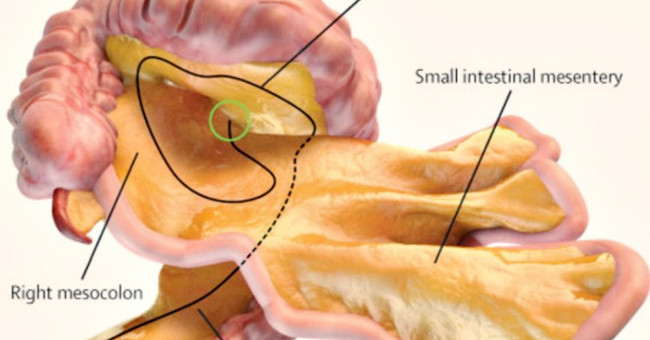 Detecting new organs in the human body