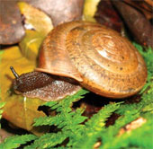 Detecting new snails in Taiwan