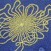 Detecting new viruses in human gut