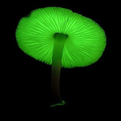 Detecting night glowing mushrooms in Brazil