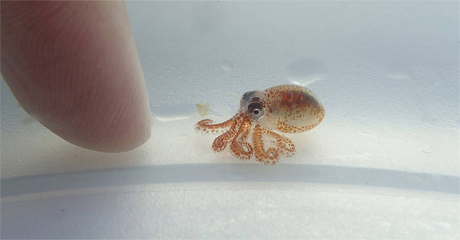 Detecting octopus 'super small' at sea