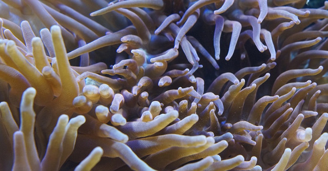 Detecting painkillers in the poison of anemones