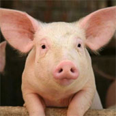 Detecting pigs also know empathy as humans